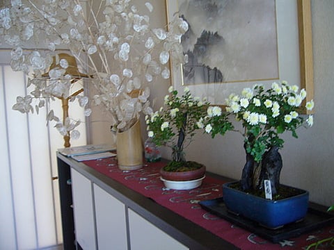 高貴な小菊の鉢植えでグループホームの玄関が上品な雰囲気に