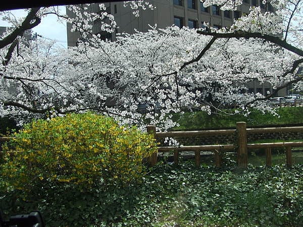 松川沿いの桜の木。