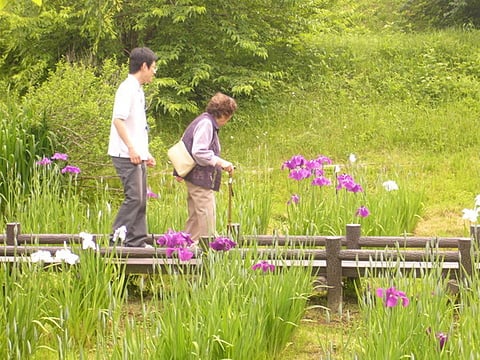 菖蒲の花道をゆっくりと散策。