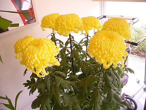 鮮やかな黄色の大菊。素晴らしいです。