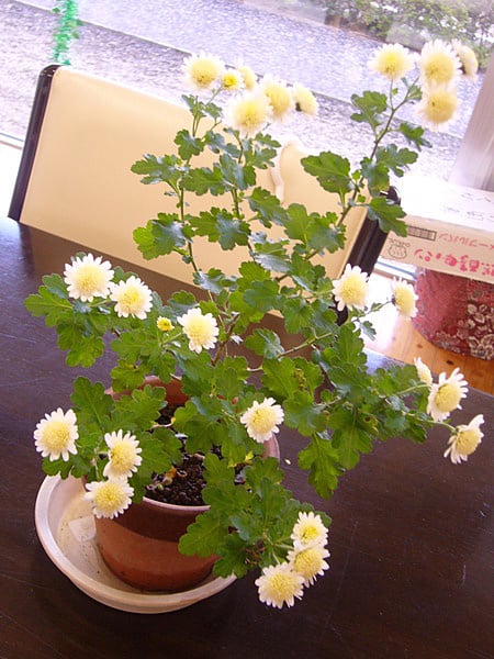 とても可愛い小菊の植木鉢。花が沢山咲いて、これまた見事です。