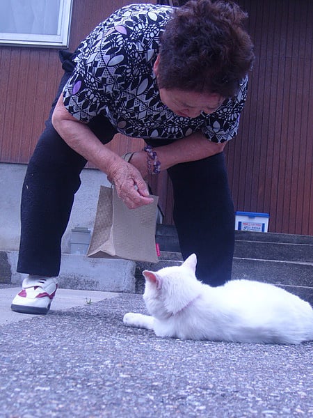 寺院に居た猫とふれあう微笑ましい様子も見られました。