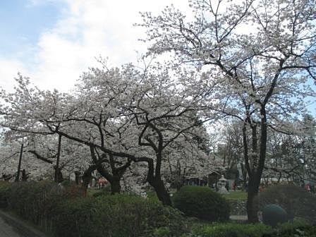 松川沿いの桜の木♪淡いピンク色がとても綺麗です♪
