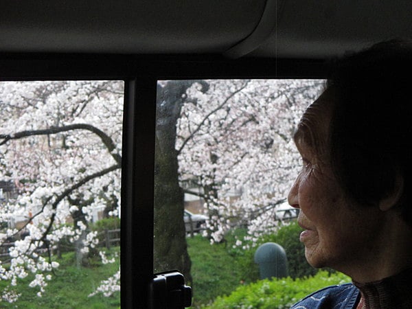 車の中からうっとりと桜の花を見ておられます。